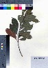  ( - oOGA0228)  @11 [ ] Copyright (2021) Unspecified Forestry and Forest Products Research Institute