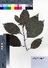  ( - oOGA0229)  @11 [ ] Copyright (2021) Unspecified Forestry and Forest Products Research Institute
