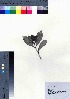  ( - oOGA0230)  @11 [ ] Copyright (2021) Unspecified Forestry and Forest Products Research Institute