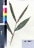  ( - oOGA0236)  @11 [ ] Copyright (2021) Unspecified Forestry and Forest Products Research Institute