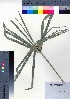  ( - oOGA0248)  @11 [ ] Copyright (2021) Unspecified Forestry and Forest Products Research Institute