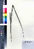  ( - oOGA0249)  @11 [ ] Copyright (2021) Unspecified Forestry and Forest Products Research Institute