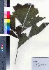  (Caryota cumingii - oOGA0258)  @11 [ ] Copyright (2021) Unspecified Forestry and Forest Products Research Institute
