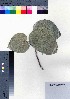  (Talipariti tiliaceum - oOGA0261)  @11 [ ] Copyright (2021) Unspecified Forestry and Forest Products Research Institute