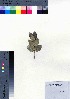  (Hedyotis hookeri - oOGA0269)  @11 [ ] Copyright (2021) Unspecified Forestry and Forest Products Research Institute