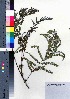  ( - oOGA0273)  @11 [ ] Copyright (2021) Unspecified Forestry and Forest Products Research Institute