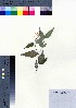  (Jasminum nervosum - oOGA0277)  @11 [ ] Copyright (2021) Unspecified Forestry and Forest Products Research Institute