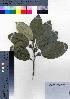  ( - oOGA0280)  @11 [ ] Copyright (2021) Unspecified Forestry and Forest Products Research Institute