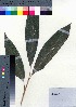  (Alpinia boninsimensis - oOGA0286)  @11 [ ] Copyright (2021) Unspecified Forestry and Forest Products Research Institute