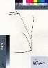  (Paspalum notatum - oOGA0294)  @11 [ ] Copyright (2021) Unspecified Forestry and Forest Products Research Institute