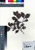  ( - oOGA0310)  @11 [ ] Copyright (2021) Unspecified Forestry and Forest Products Research Institute