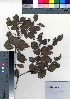  ( - oOGA0311)  @11 [ ] Copyright (2021) Unspecified Forestry and Forest Products Research Institute