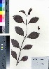  (Psychotria serpens - oOGA0312)  @11 [ ] Copyright (2021) Unspecified Forestry and Forest Products Research Institute