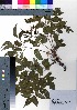  ( - oOGA0316)  @11 [ ] Copyright (2021) Unspecified Forestry and Forest Products Research Institute