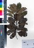  (Photinia wrightiana - oOGA0318)  @11 [ ] Copyright (2021) Unspecified Forestry and Forest Products Research Institute