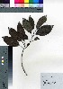  (Callicarpa glabra - oOGA0325)  @11 [ ] Copyright (2021) Unspecified Forestry and Forest Products Research Institute