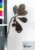  ( - oOGA0326)  @11 [ ] Copyright (2021) Unspecified Forestry and Forest Products Research Institute