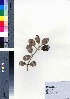  (Callicarpa parvifolia - oOGA0327)  @11 [ ] Copyright (2021) Unspecified Forestry and Forest Products Research Institute