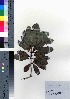  ( - oOGA0333)  @11 [ ] Copyright (2021) Unspecified Forestry and Forest Products Research Institute