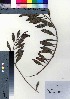  (Myoporum boninense - oOGA0341)  @11 [ ] Copyright (2021) Unspecified Forestry and Forest Products Research Institute