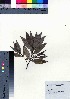  ( - oOGA0349)  @11 [ ] Copyright (2021) Unspecified Forestry and Forest Products Research Institute