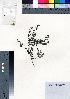  ( - oOGA0353)  @11 [ ] Copyright (2021) Unspecified Forestry and Forest Products Research Institute