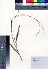  (Paspalum conjugatum - oOGA0354)  @11 [ ] Copyright (2021) Unspecified Forestry and Forest Products Research Institute