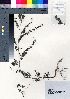  ( - oOGA0372)  @11 [ ] Copyright (2021) Unspecified Forestry and Forest Products Research Institute