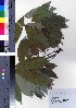  (Derris - oOGA0381)  @11 [ ] Copyright (2021) Unspecified Forestry and Forest Products Research Institute