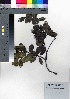  (Morinda umbellata subsp. boninensis var. boninensis - oOGA0385)  @11 [ ] Copyright (2021) Unspecified Forestry and Forest Products Research Institute
