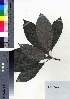  (Psychotria homalosperma - oOGA0394)  @11 [ ] Copyright (2021) Unspecified Forestry and Forest Products Research Institute