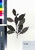  (Psychotria boninensis - oOGA0395)  @11 [ ] Copyright (2021) Unspecified Forestry and Forest Products Research Institute