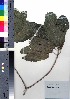  ( - oOGA0406)  @11 [ ] Copyright (2021) Unspecified Forestry and Forest Products Research Institute