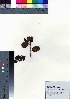  ( - oOGA0414)  @11 [ ] Copyright (2021) Unspecified Forestry and Forest Products Research Institute