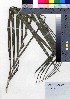  (Clinostigma - oOGA0416)  @11 [ ] Copyright (2021) Unspecified Forestry and Forest Products Research Institute