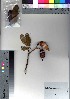  ( - oOGA0437)  @11 [ ] Copyright (2021) Unspecified Forestry and Forest Products Research Institute
