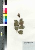  ( - oOGA0440)  @11 [ ] Copyright (2021) Unspecified Forestry and Forest Products Research Institute