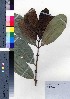  ( - oOGA0443)  @11 [ ] Copyright (2021) Unspecified Forestry and Forest Products Research Institute