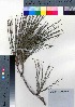  ( - oOGA0449)  @11 [ ] Copyright (2021) Unspecified Forestry and Forest Products Research Institute