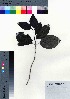  ( - oOGA0451)  @11 [ ] Copyright (2021) Unspecified Forestry and Forest Products Research Institute