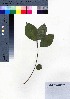  ( - oOGA0461)  @11 [ ] Copyright (2021) Unspecified Forestry and Forest Products Research Institute