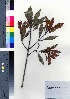  (Planchonella obovata var. dubia - oOGA0471)  @11 [ ] Copyright (2021) Unspecified Forestry and Forest Products Research Institute
