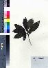  ( - oOGA0473)  @11 [ ] Copyright (2021) Unspecified Forestry and Forest Products Research Institute