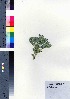  ( - oOGA0475)  @11 [ ] Copyright (2021) Unspecified Forestry and Forest Products Research Institute