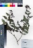  ( - oOGA0478)  @11 [ ] Copyright (2021) Unspecified Forestry and Forest Products Research Institute