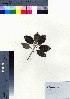  (Callicarpa subpubescens - oOGA0479)  @11 [ ] Copyright (2021) Unspecified Forestry and Forest Products Research Institute