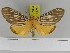  ( - Zwier DNA 1115)  @11 [ ] Copyright (2010) Jaap Zwier Research Collection of Jaap Zwier