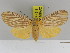  ( - Zwier DNA 1116)  @11 [ ] Copyright (2010) Jaap Zwier Research Collection of Jaap Zwier
