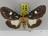  ( - Zwier DNA 1135)  @14 [ ] Copyright (2010) Jaap Zwier Research Collection of Jaap Zwier