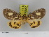  ( - Zwier DNA 1137)  @12 [ ] Copyright (2010) Jaap Zwier Research Collection of Jaap Zwier